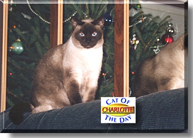 Charlotte, the Cat of the Day
