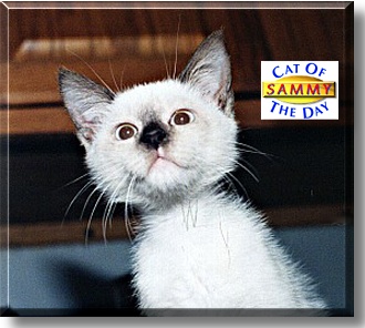 Sammy, the Cat of the Day