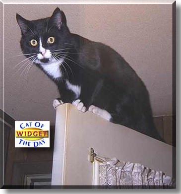 Widget, the Cat of the Day