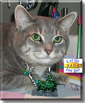 Vada, the Cat of the Day