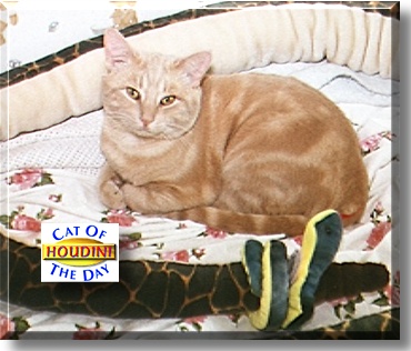 Houdini, the Cat of the Day