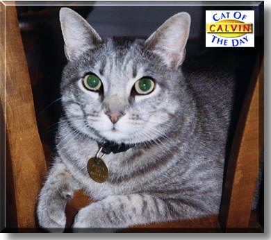 Calvin, the Cat of the Day