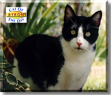 Byron, the Cat of the Day