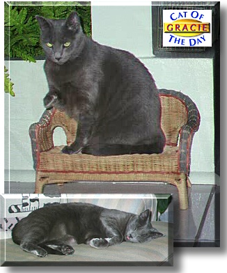Gracie, the Cat of the Day