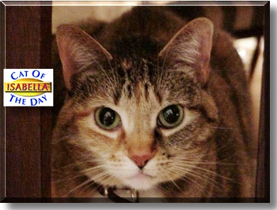 Isabella, the Cat of the Day
