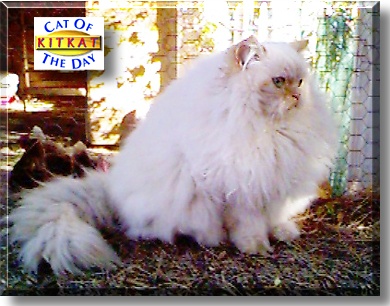 Kit Kat, the Cat of the Day