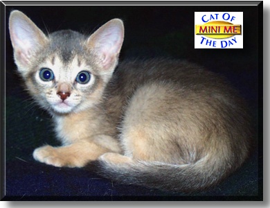 Sassy MiniMe, the Cat of the Day