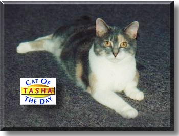 Tasha, the Cat of the Day