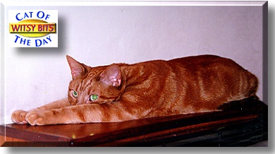 Witsy Bits, the Cat of the Day