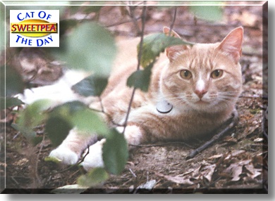 Sweetpea, the Cat of the Day