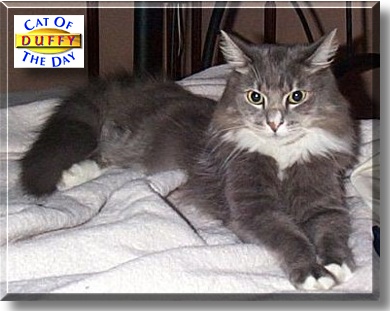 Duffy, the Cat of the Day