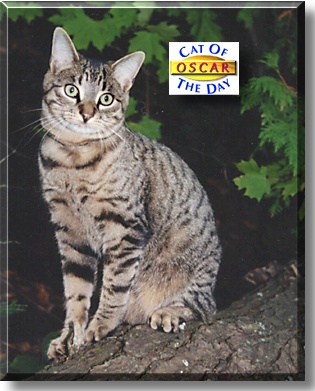 Oscar, the Cat of the Day