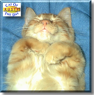 Rusty, the Cat of the Day