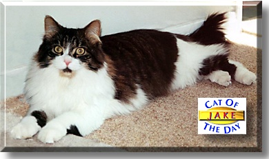 Jake, the Cat of the Day