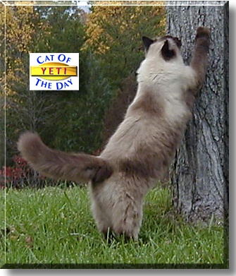 Yeti, the Cat of the Day