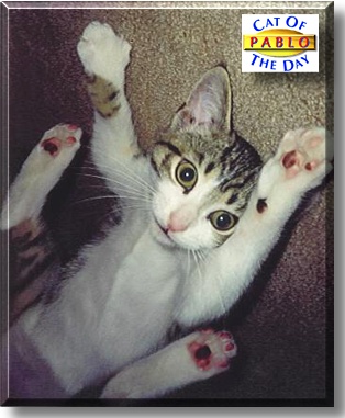 Pablo, the Cat of the Day