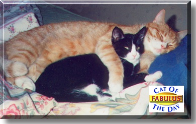 Fabulus, the Cat of the Day