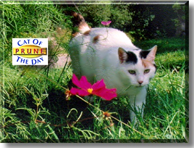 Prune, the Cat of the Day