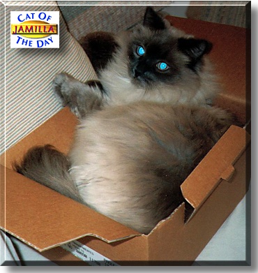 Jamilla, the Cat of the Day