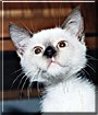 Sammy