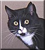 Widget