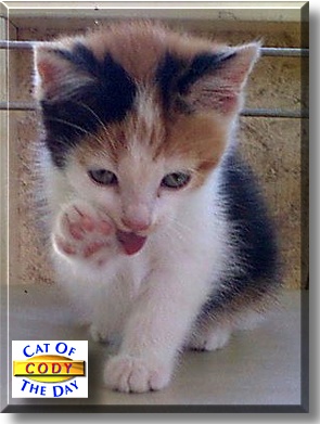 Cody, the Cat of the Day
