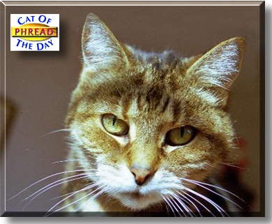 Phread, the Cat of the Day