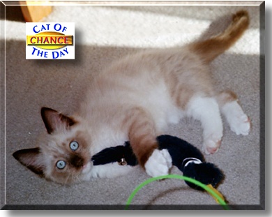 Chance, the Cat of the Day