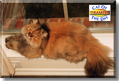 Tiramisu, the Cat of the Day