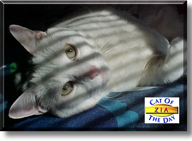 Zia, the Cat of the Day