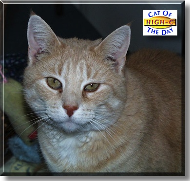 High-C, the Cat of the Day