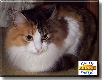 Auggie, the Cat of the Day