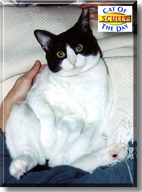 Scully, the Cat of the Day