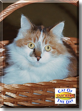 Snickers, the Cat of the Day