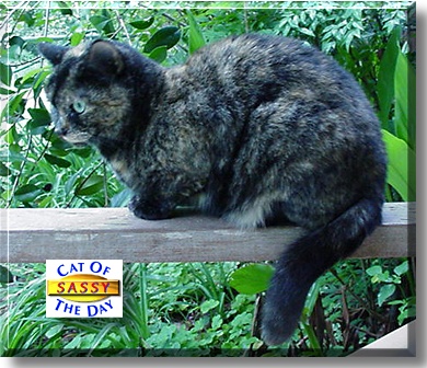 Sassy, the Cat of the Day