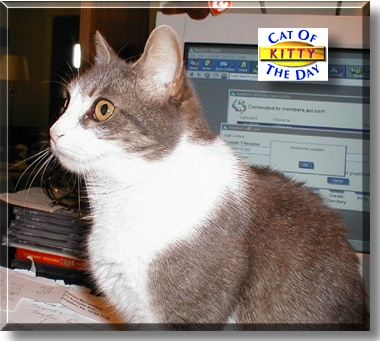 Kitty, the Cat of the Day