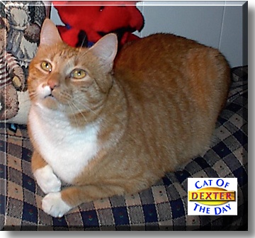 Dexter, the Cat of the Day
