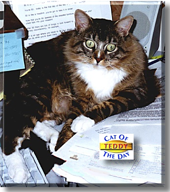 Teddy, the Cat of the Day