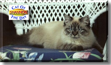 Shannon, the Cat of the Day