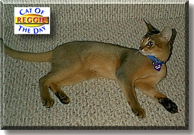 Reggie, the Cat of the Day