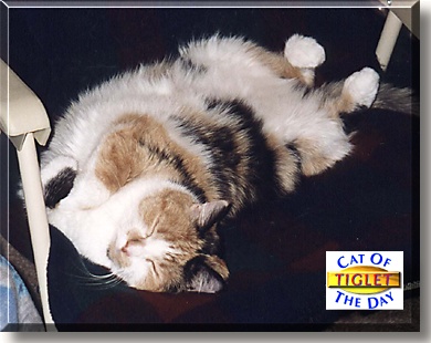 Tiglet, the Cat of the Day