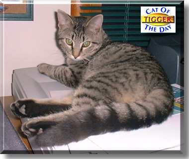 Tigger, the Cat of the Day