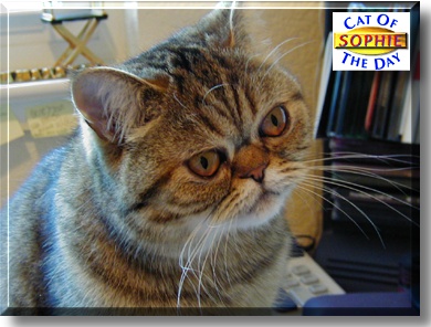 Sophie, the Cat of the Day