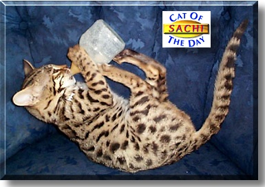Sachi, the Cat of the Day