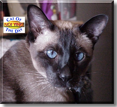 Noi Ying, the Cat of the Day