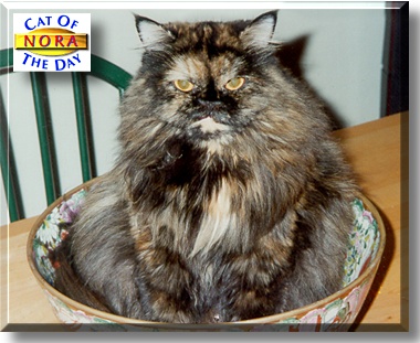 Nora, the Cat of the Day