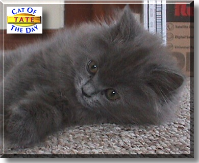 Tate, the Cat of the Day