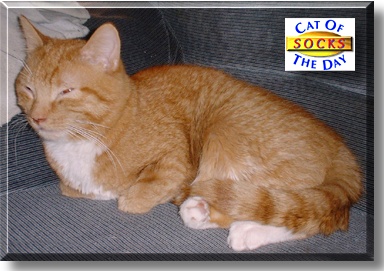 Socks, the Cat of the Day