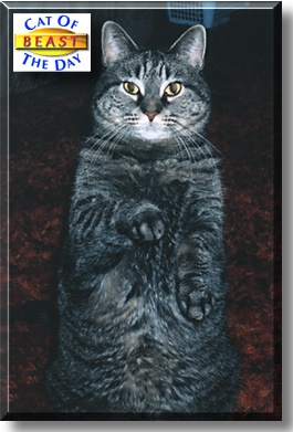 Beast, the Cat of the Day