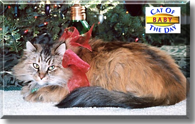 Baby, the Cat of the Day
